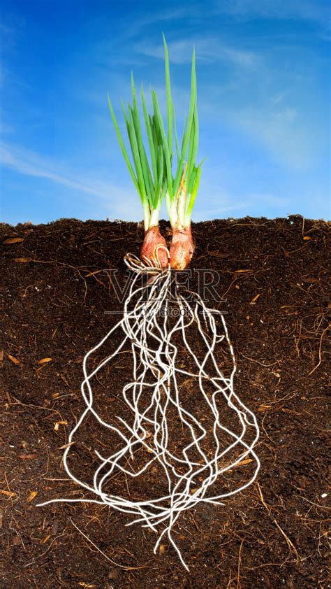 植物根系，生长的纤维状树根。背景图片免费下载_海报banner/高清大图_千库网(图片编号6221903)