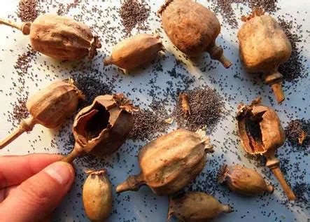 罂粟籽可引起毒品检测“假阳性”——人民政协网