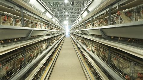 河北蛋鸡笼自动化养鸡笼 河南小龙人农牧机械设备供应_易龙商务网