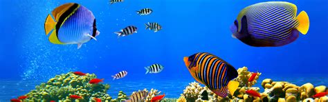 鱼海底世界高清图片下载-正版图片500976876-摄图网
