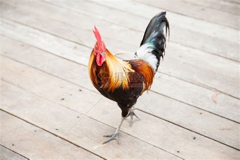 食物美丽的羽毛黑红灰白棕色等颜的公鸡种类繁多高清图片下载-正版图片307855541-摄图网