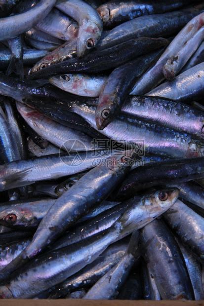 沙丁鱼新鲜湛江海捕深海鱼冷冻速冻冰鲜海鲜水产沙钻鱼天然沙梭鱼-阿里巴巴