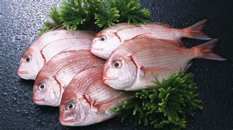 传说中世界最好吃的鱼“黄鳍鲷”