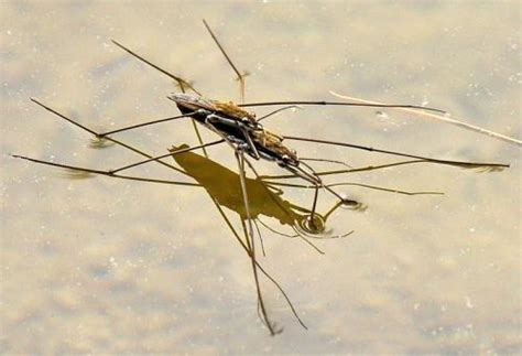 这种昆虫可以浮在水面上，在农村河边很常见，到底是什么？_张力