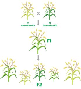 西南大学水稻研究所与四川农科院水稻高粱所联合解析水稻小穗确定性调控分子机制-农生院