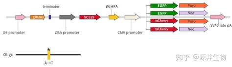 一种EGFR基因突变位点的检测方法及检测试剂盒与流程