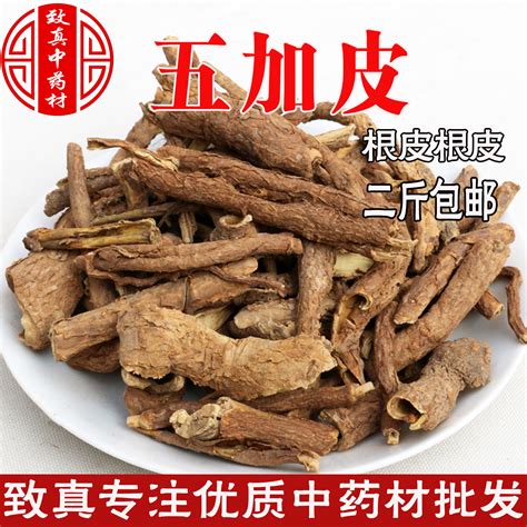 五加皮图片