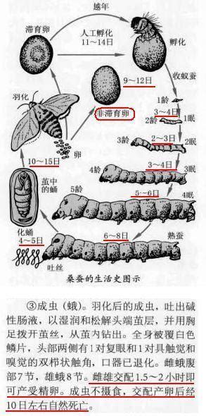 蚕的生命周期是多少天-蚕的一生经历了哪四个阶段？蚕的生命周期大约为多少天？