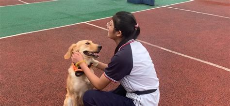 宠物培训师+治疗犬专业课