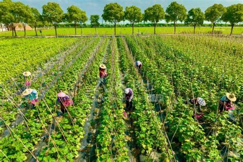 临邑县入选“全国主要农作物生产全程机械化示范县”_德州24小时