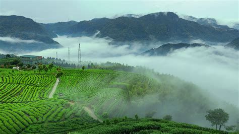 作品--高山云雾茶园