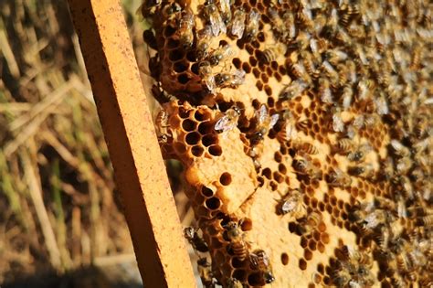 10万只蜜蜂离奇死亡 养蜂人怀疑遭人投毒_手机新浪网