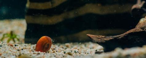 苹果螺怎么繁殖，通过产卵的方式 - 农宝通