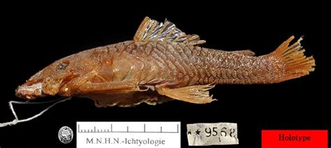 金点牙花鮨(Odontanthias chrysostictus) - 鱼类资料库