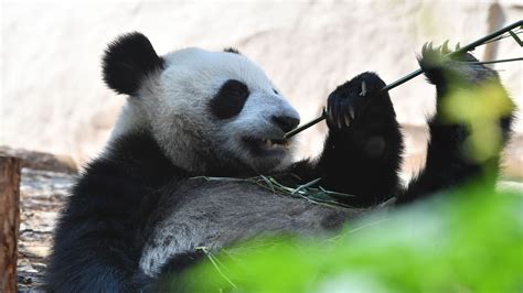 画风炸裂！旅俄大熊猫体重狂飙40公斤，网友：这是入乡随俗_凤凰网视频_凤凰网