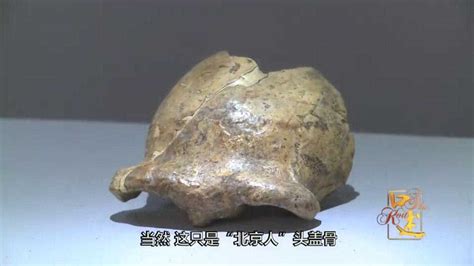 北京人头盖骨 旧石器时代高清图片下载_红动中国