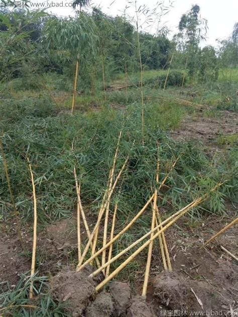 竹子的种类：箭竹、慈竹、单竹、四季竹、斑竹、毛竹（附图片） - 种植研究