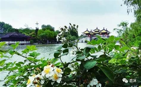 烟花三月下扬州 南铁赏花专列出发！|烟花三月|泰州市|扬州市_新浪新闻