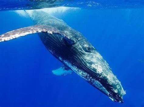 地球上10大最大的鲸鱼，第4个丁丁重1000斤，不少都濒临灭绝|鲸鱼|丁丁|地球_新浪新闻
