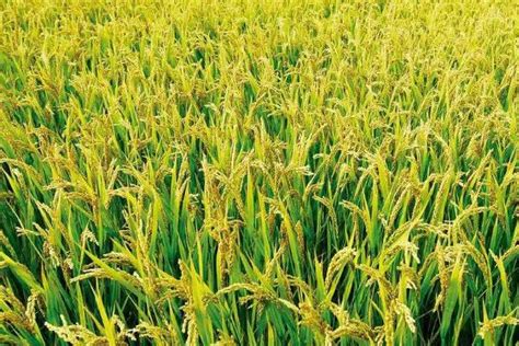 春两优1705水稻种子特征特性，籼型两系杂交中稻迟熟品种 - 新三农