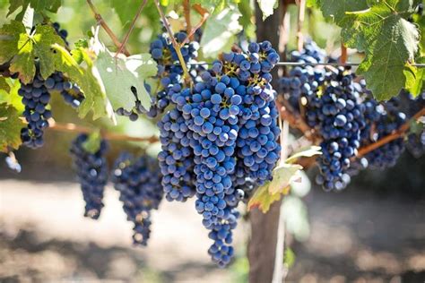 温室种植葡萄的成本是多少？利润如何 - 运富春