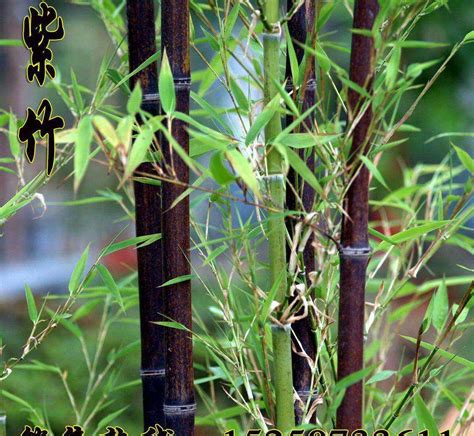 一到十根富贵竹的寓意是什么 喜半荫的环境适宜生长于排水良