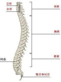 人体脊椎结构图图片