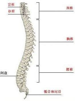 收藏了：脊柱超详细解剖，高清图文版！ - 好医术早读文章 - 好医术-赋能医生守护生命