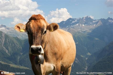 美国公牛牛角长达2.7米打破世界纪录-德克萨斯长角牛,公牛,牛角,2.7米 ——快科技(驱动之家旗下媒体)--科技改变未来