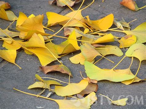 秋天的一片树叶图片,一片树叶,一片树叶卡通_大山谷图库