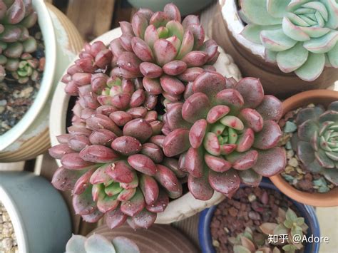 植物图鉴图片