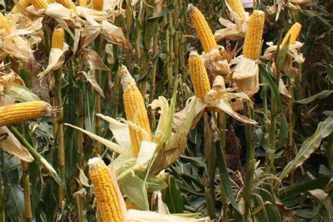 登海605玉米种简介，适合哪里种植，产量如何-农百科