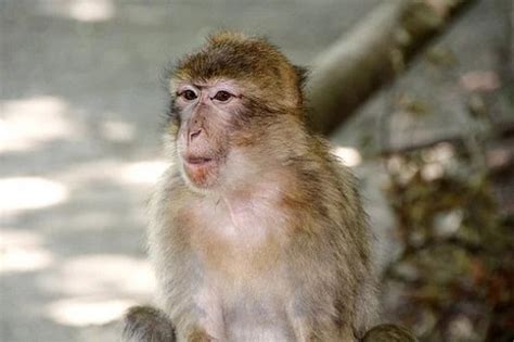 猴的真命贵人2021年，属猴的贵人属相是谁 -属猴-生肖网