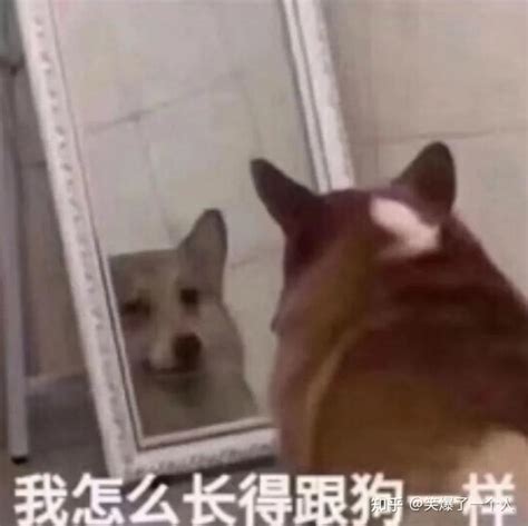 萌死人的表情包图片