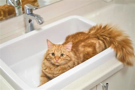 Premium Photo | Ginger tabby cat is in the sink pet in the bathroom cat ...