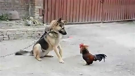 1小时前鸡和狗打架, 1小时后, 狗看见鸡被杀了, 这心理阴影巨大!
