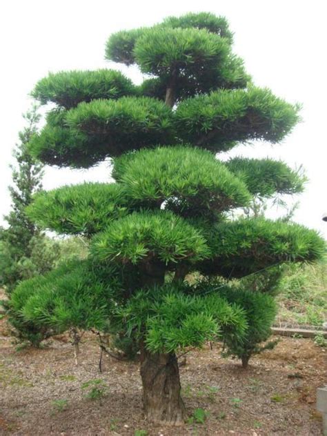 松树的精神是什么从松树中可以悟出什么道理 关于松树的精神和道理_知秀网