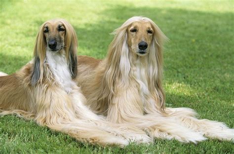 阿富汗黄金猎犬图片