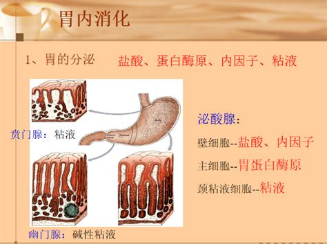 人体的肠胃结构图-百度经验