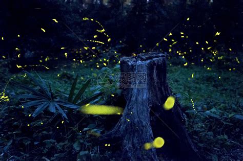 夏天夜晚南京灵谷寺的萤火虫高清图片下载-正版图片501644722-摄图网