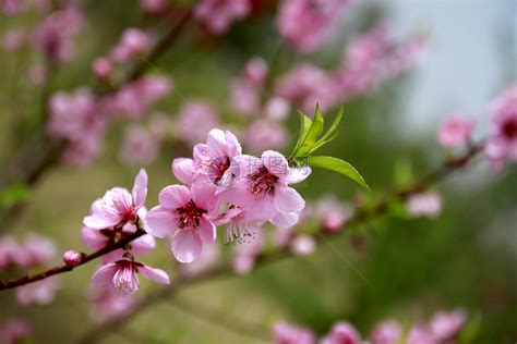 常德职院：百种桃花次第开 满园春色扑面来 - 植保 - 园林网