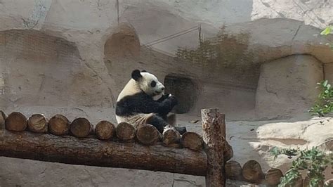 大熊猫“如意”“丁丁”启程赴俄罗斯_凤凰网