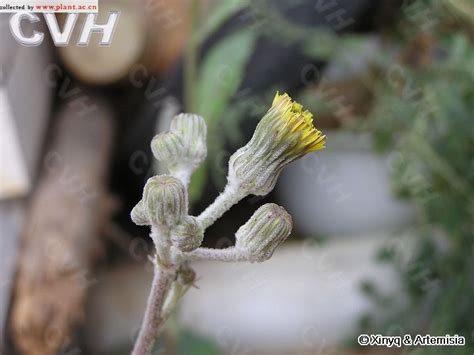 苣荬菜Sonchus arvensis Linn._植物图片库_植物通