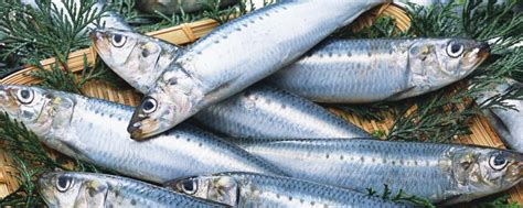 你能分清鲱鱼、沙丁鱼和秋刀鱼吗? 做成罐头都好吃|鲱鱼|秋刀鱼|沙丁鱼_新浪新闻