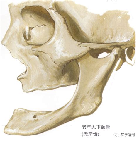 下颌骨图片