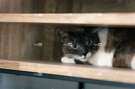 藏在狭窄柜子里的猫的照片素材免抠元素模板下载-图巨人