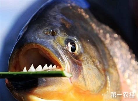 广西柳州鼓励市民围剿食人鱼：每条奖励千元 - 长江商报官方网站
