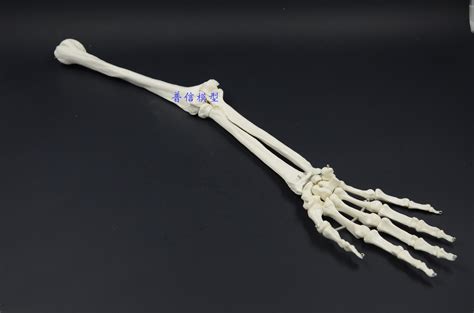 手腕骨骼结构图图片