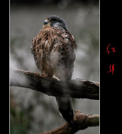 红隼：张掖黑河湿地国家级自然保护区 - 江西林科网