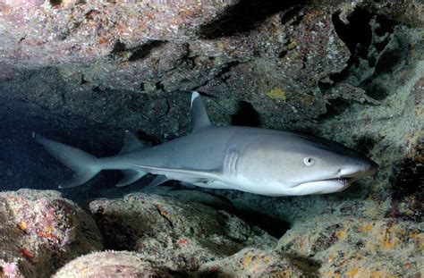 条纹斑竹鲨的特点 - 业百科